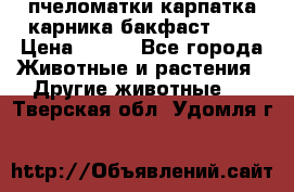 пчеломатки карпатка карника бакфаст F-1 › Цена ­ 800 - Все города Животные и растения » Другие животные   . Тверская обл.,Удомля г.